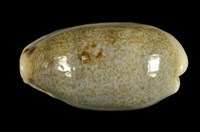 藏品(愛龍寶螺)的圖片